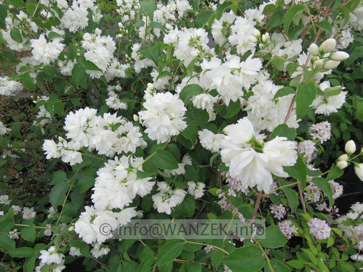 Philadelphus Schneesturm 001.JPG